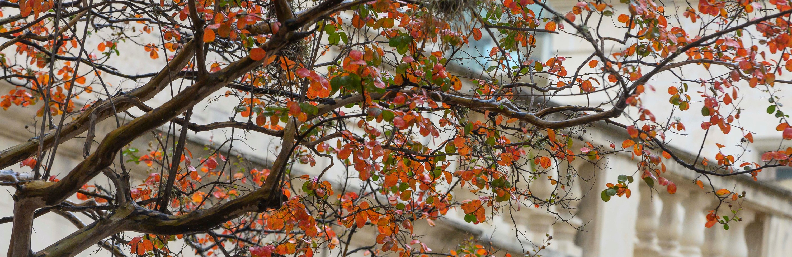 Tree with fall colored leaves